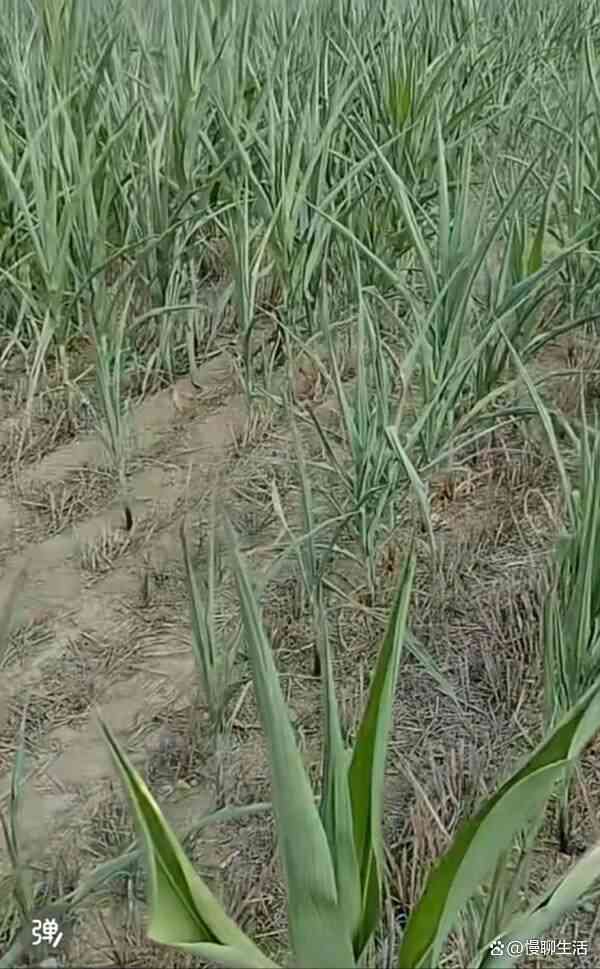 河南旱情告急：40多年最严重干旱，农户昼夜抢灌盼天降甘霖