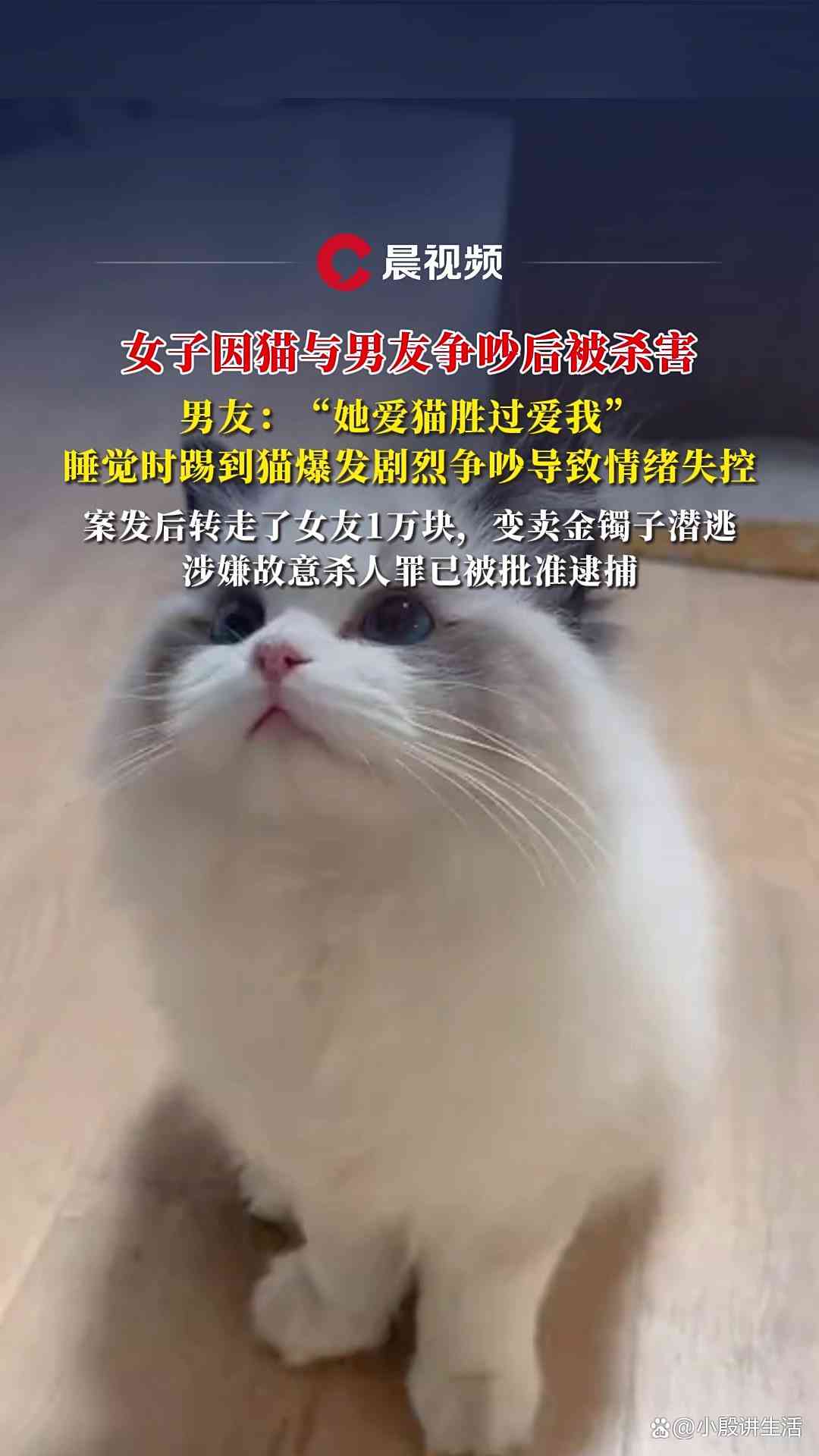 女子因猫与男友争吵后被害：情感矛盾与经济依赖交织的悲剧
