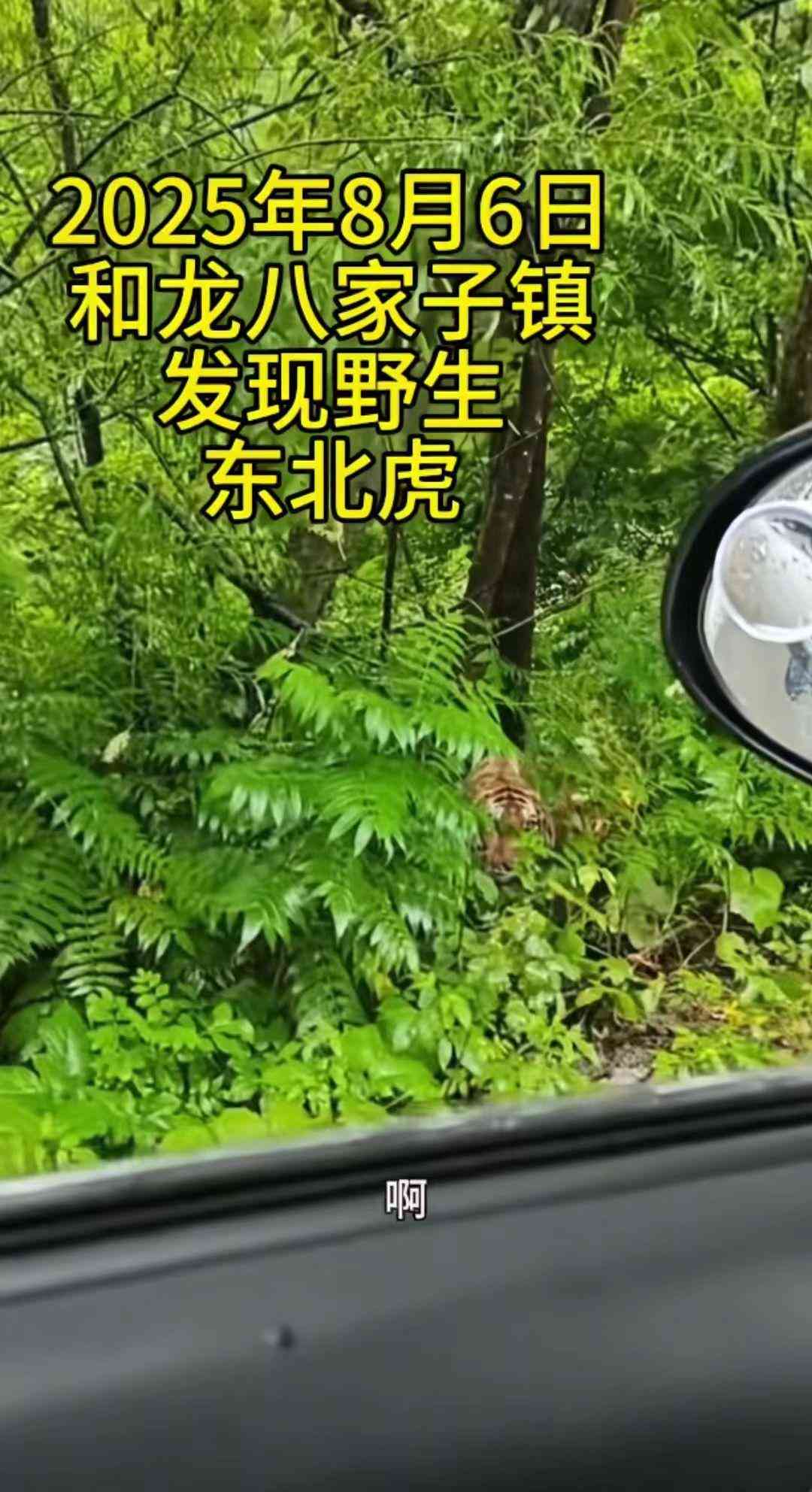 吉林延边村民路边偶遇野生东北虎：脑袋如脸盆大，官方提醒注意安全