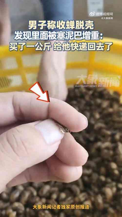 450元一斤蝉蜕惊现泥土增重 收购商呼吁诚信经营