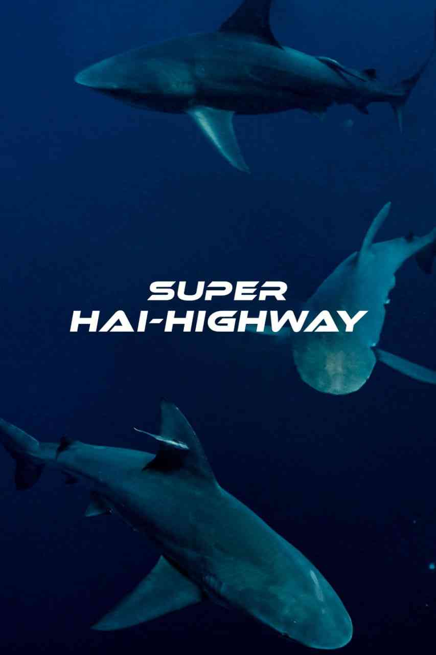 《超級鯊魚大道(港)》免费在线播放｜澳大利亚鲨鱼冒险纪录片