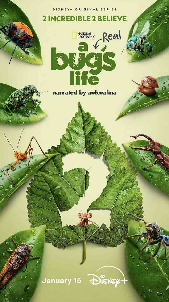 《虫虫历险记 第二季》免费在线播放｜纪录片,冒险·美国